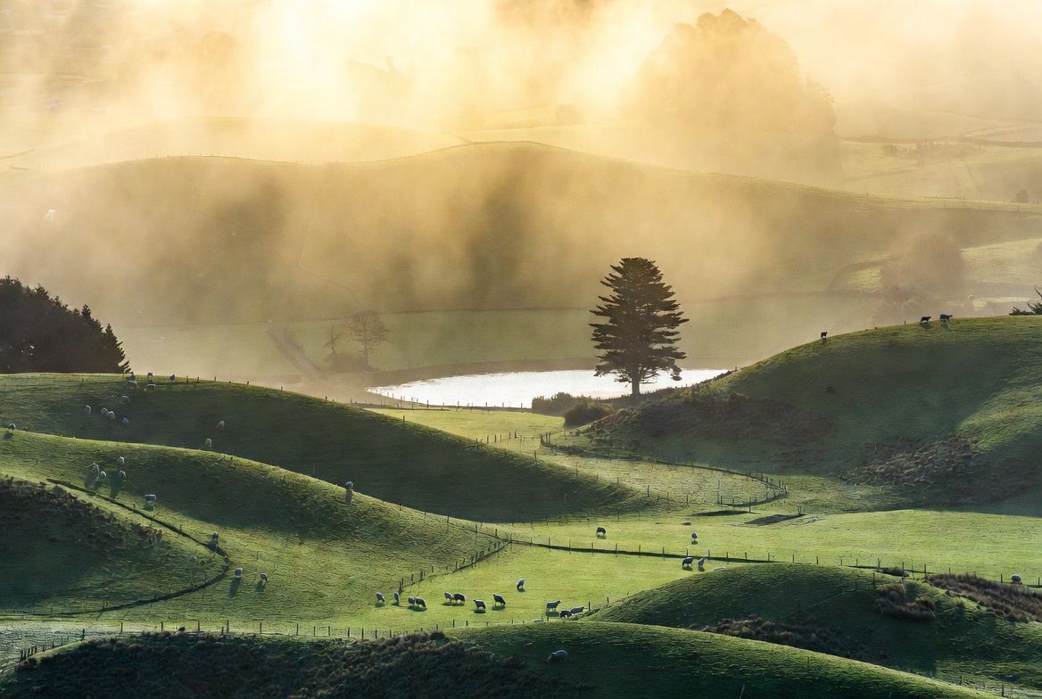 Sheep grazing on the green hills of the Alexander family farm in Matamata before filming